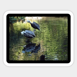 Exotic Bird and Reflection, Bronx Zoo, Bronx New York Sticker